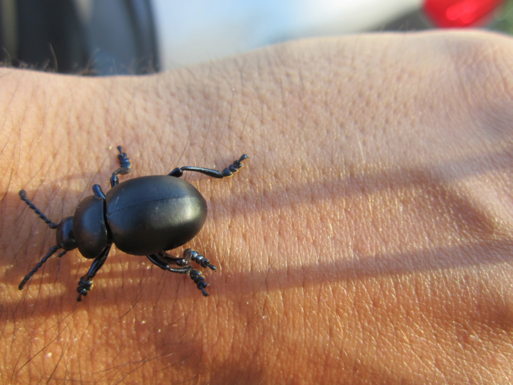 [Timarcha tenebricosa] Coléoptère à Crozon Img_0011