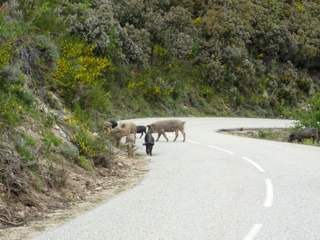 LA CORSICA 2019 - Page 2 Dsc03719