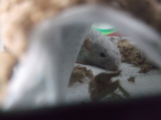 Help Me Name My Mouse! (PLEASE SUGGEST IDEAS!)  01910