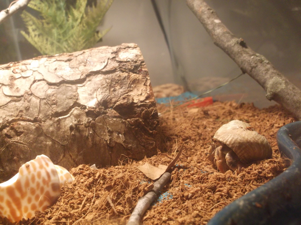 Land Hermit Crabs 5_10_210