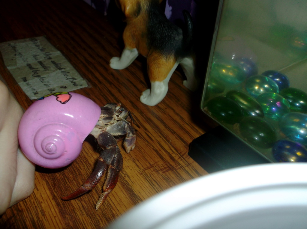 Land Hermit Crabs 7_12_211