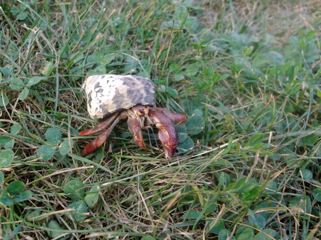 Land Hermit Crabs 9_6_2010