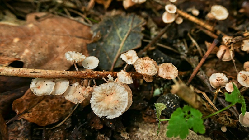 NOS CHAMPIGNONS DES BOIS - Page 2 P1002310