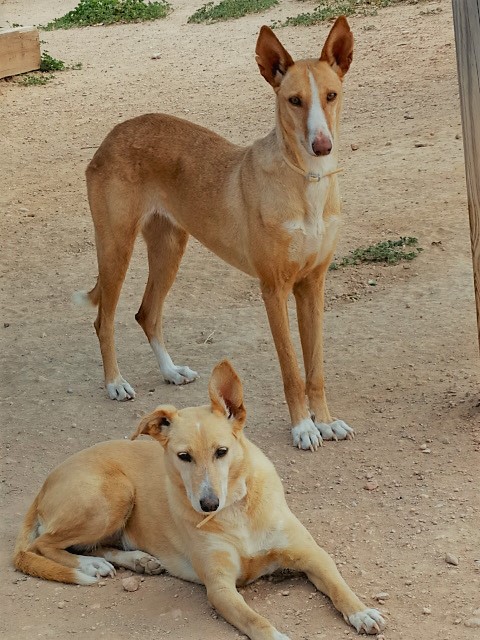 die "unsichtbare" CANELA 35687511