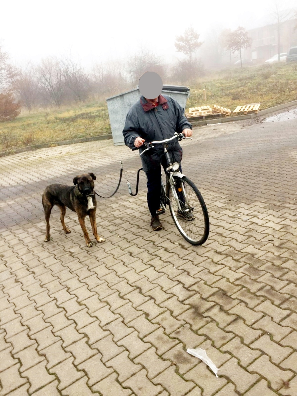 Bildertagebuch - ANGUS, der großer Clown war in der Perrera gelandet....... 5410