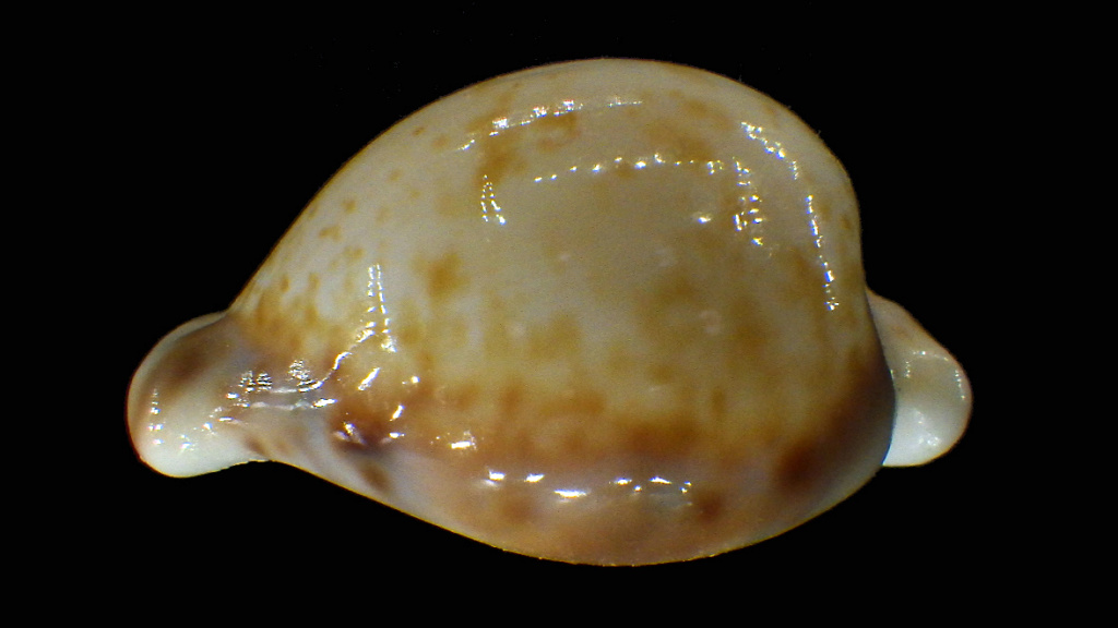 Cypraeovula edentula sanfrancisca Chiapponi 1999 Rimg2815
