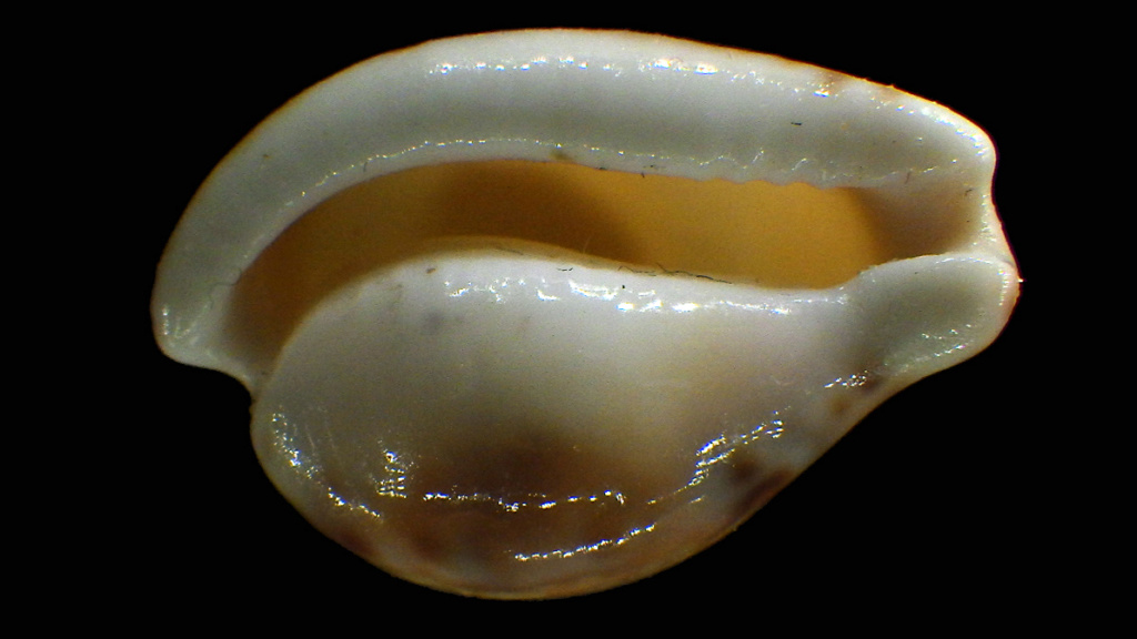 Cypraeovula edentula sanfrancisca Chiapponi 1999 Rimg2816