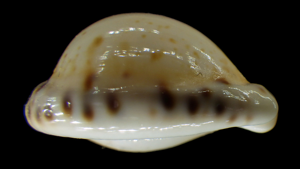 Cypraeovula edentula sanfrancisca Chiapponi 1999 Rimg2818