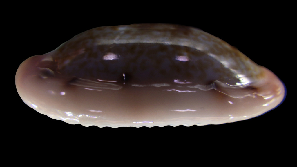 Talostolida teres janae - (Lorenz, 2002) Rimg2916