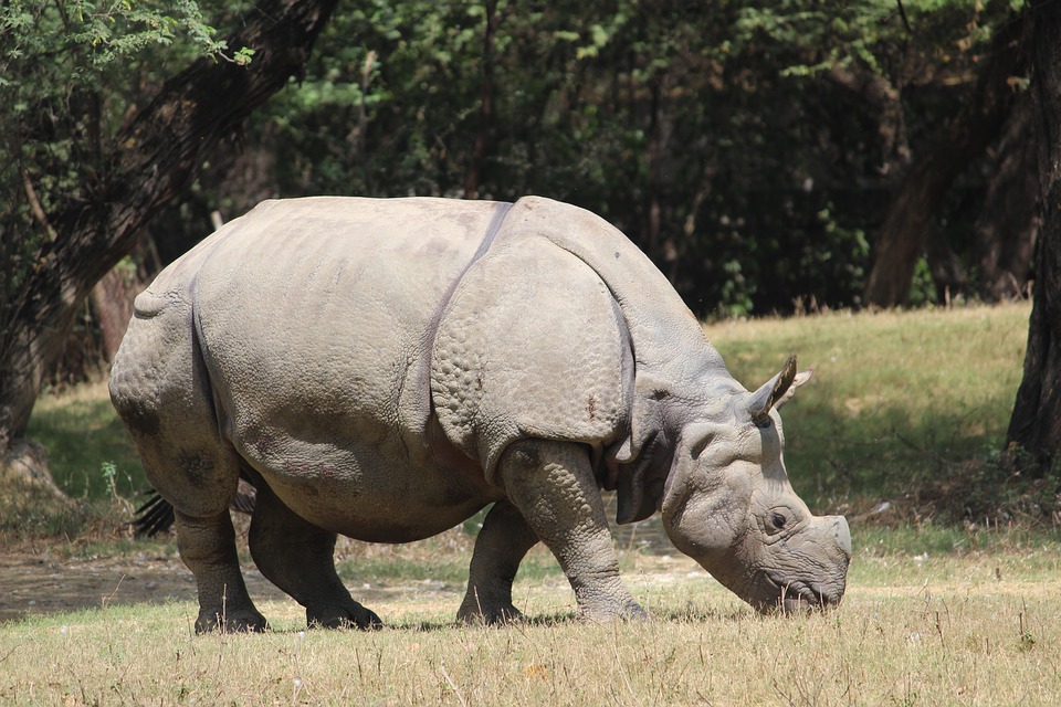  Rhinoc10