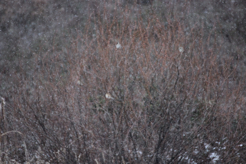 Emberiza??? Img_1510