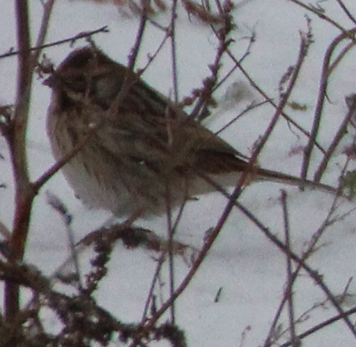 Emberiza??? Img_1710