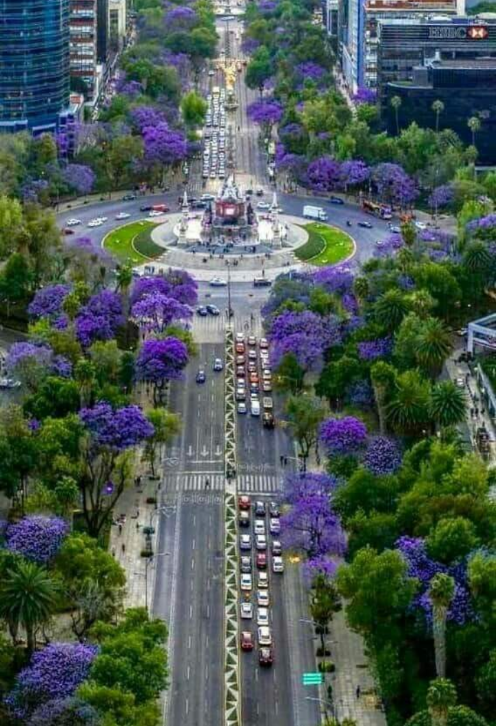 Cómo llegaron las jacarandas a la CDMX Scree119