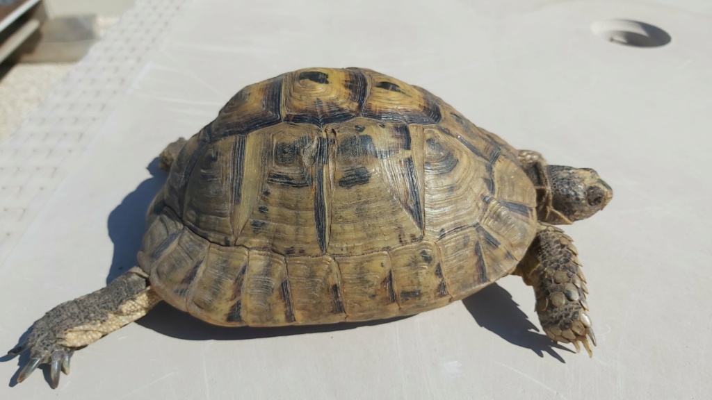 Identification de ma tortue Tank - 1 20210511