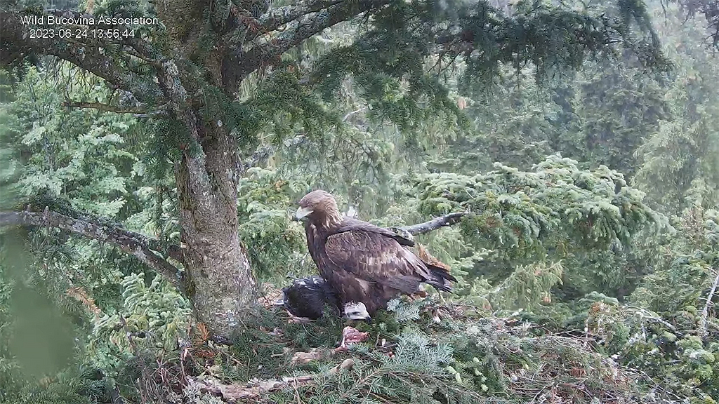 CUIBUL ACVILEI DE MUNTE NR. 2 - THE NEST OF THE GOLDEN EAGLE 2 (AQUILA CHRYSAETOS) 2023 - Page 9 27buco10