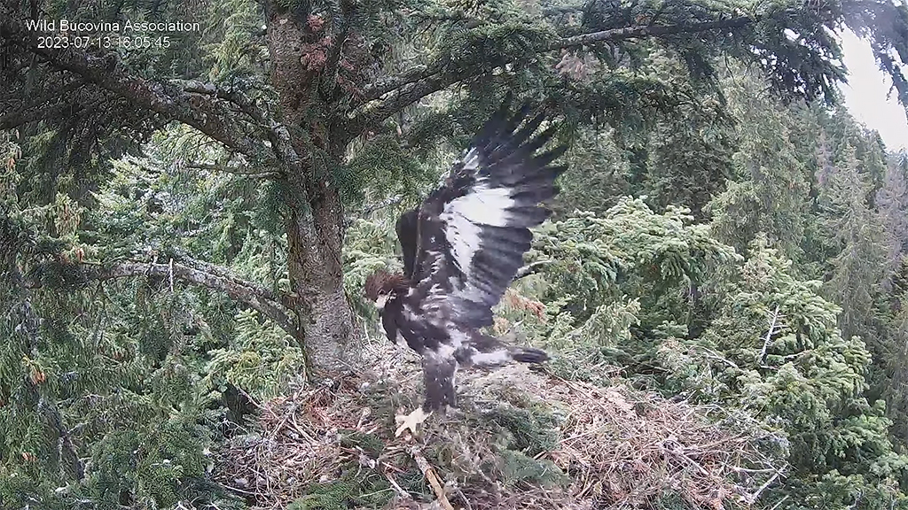 CUIBUL ACVILEI DE MUNTE NR. 2 - THE NEST OF THE GOLDEN EAGLE 2 (AQUILA CHRYSAETOS) 2023 - Page 11 Buco1231