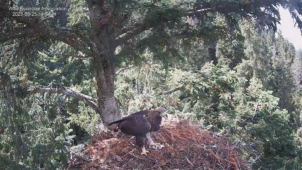 CUIBUL ACVILEI DE MUNTE NR. 2 - THE NEST OF THE GOLDEN EAGLE 2 (AQUILA CHRYSAETOS) 2023 - Page 15 Buco1432