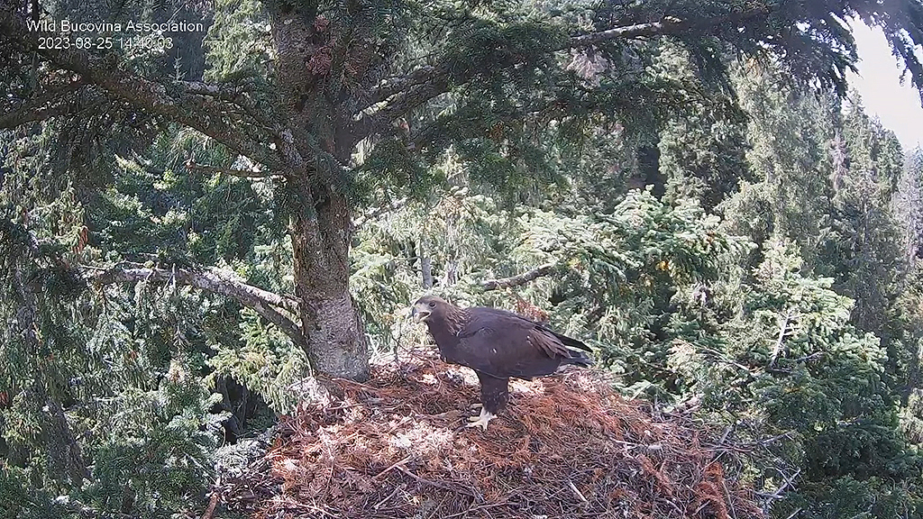 CUIBUL ACVILEI DE MUNTE NR. 2 - THE NEST OF THE GOLDEN EAGLE 2 (AQUILA CHRYSAETOS) 2023 - Page 15 Buco1434