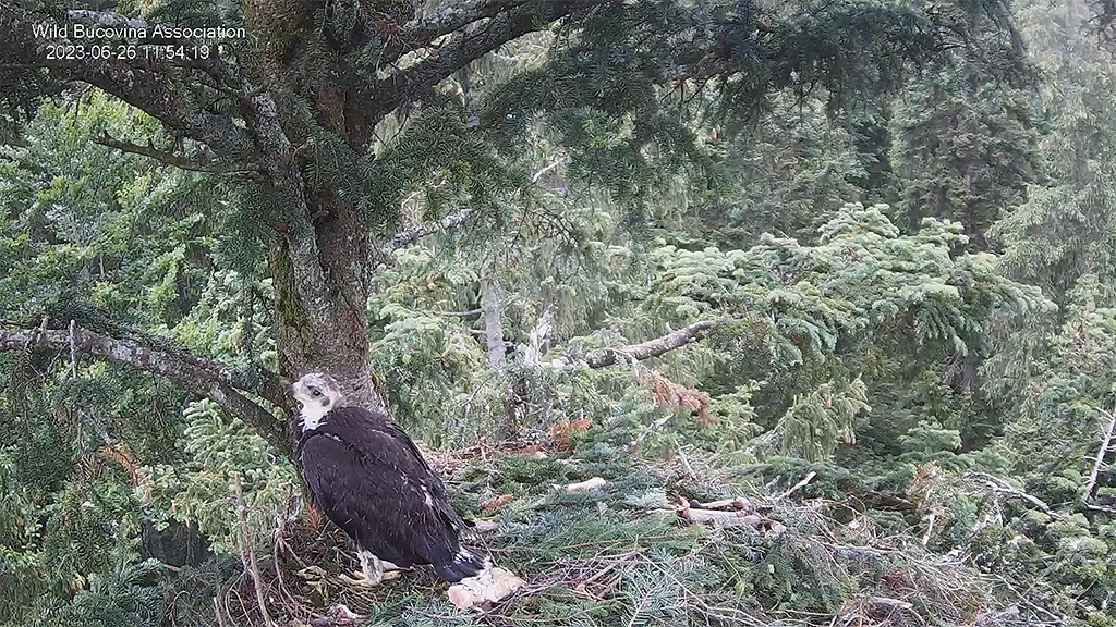 CUIBUL ACVILEI DE MUNTE NR. 2 - THE NEST OF THE GOLDEN EAGLE 2 (AQUILA CHRYSAETOS) 2023 - Page 9 Bucov669