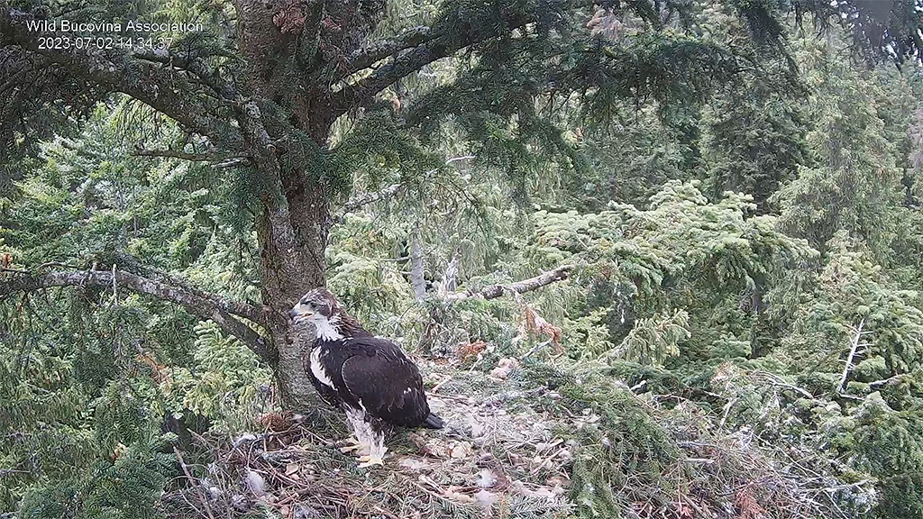 CUIBUL ACVILEI DE MUNTE NR. 2 - THE NEST OF THE GOLDEN EAGLE 2 (AQUILA CHRYSAETOS) 2023 - Page 9 Bucov866