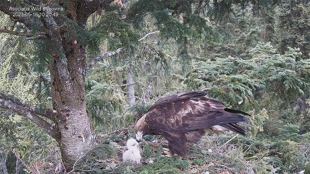 CUIBUL ACVILEI DE MUNTE NR. 2 - THE NEST OF THE GOLDEN EAGLE 2 (AQUILA CHRYSAETOS) 2023 - Page 5 Bucovi86