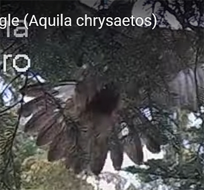 Aquila chrysaetos 2010-2022 - Page 6 Momage12