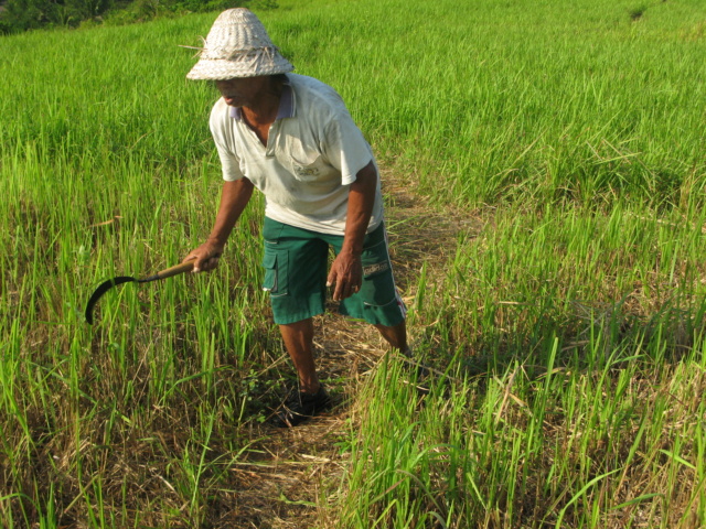 Découvrir l'Indonésie : Bali Indo_b50