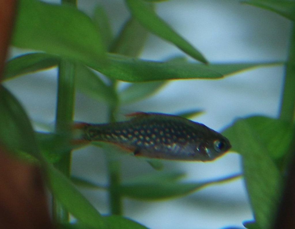 maladie - Maladie micro rasbora Galaxy  Img_4310