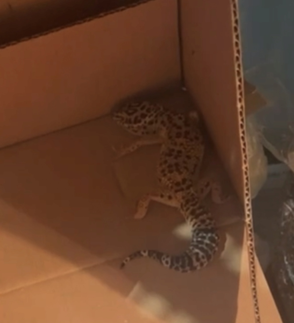 Gecko léopard ne s’alimente et s’hydrate pas ? 52ab4810