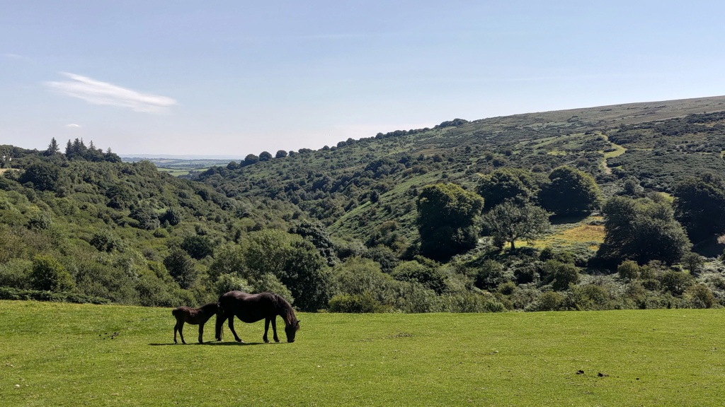 Voyage dans le Devon !  Chevau11