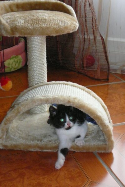 Effie Adorable chaton femelle noire et blanche. - Page 2 Zoa00710
