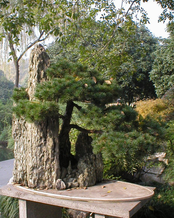 penjing dans le parc West Lake à Hangzhou P1010025