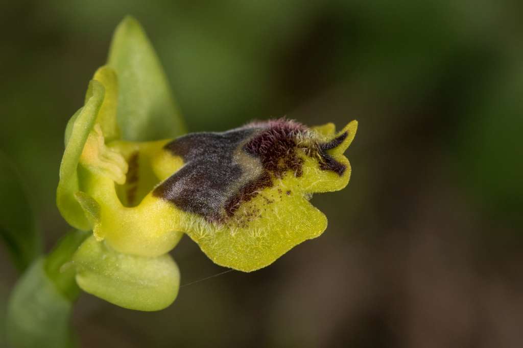 CRETE 4 au 8 MARS 2019 Ophrys43