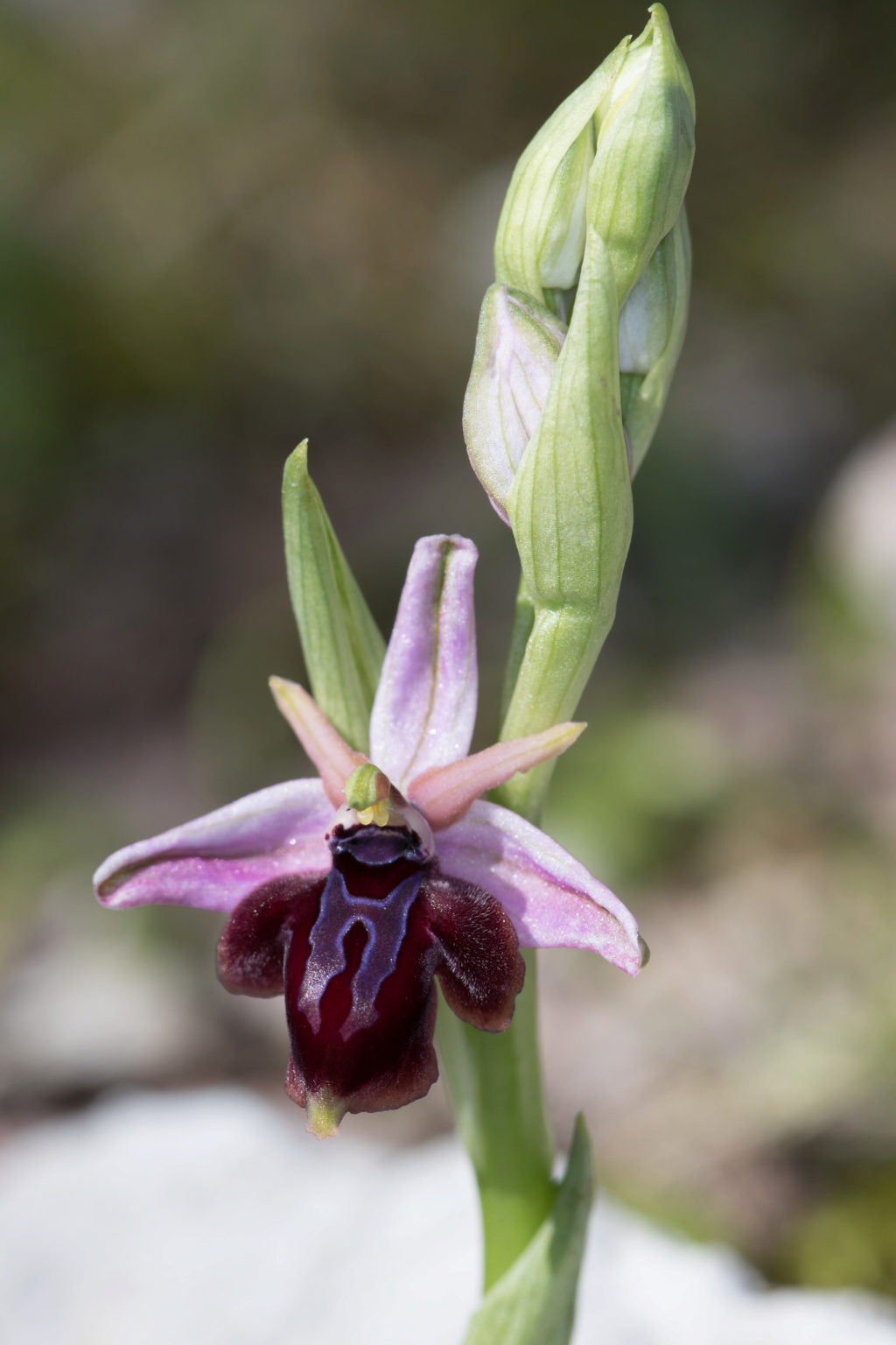 CRETE 4 au 8 MARS 2019 Ophrys46