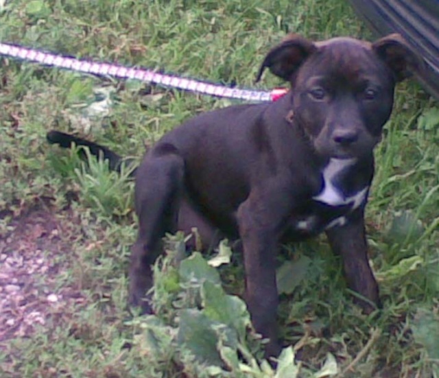 Zara, cachorra 4 meses cruce de staffordshire (adoptada) Zara_s11