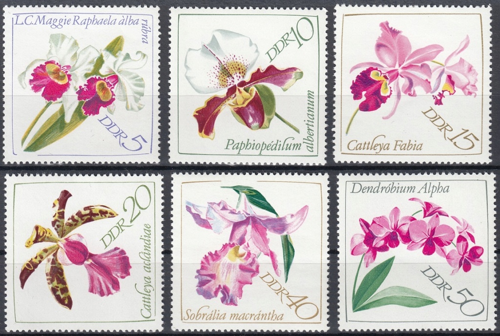 Orchideen O910