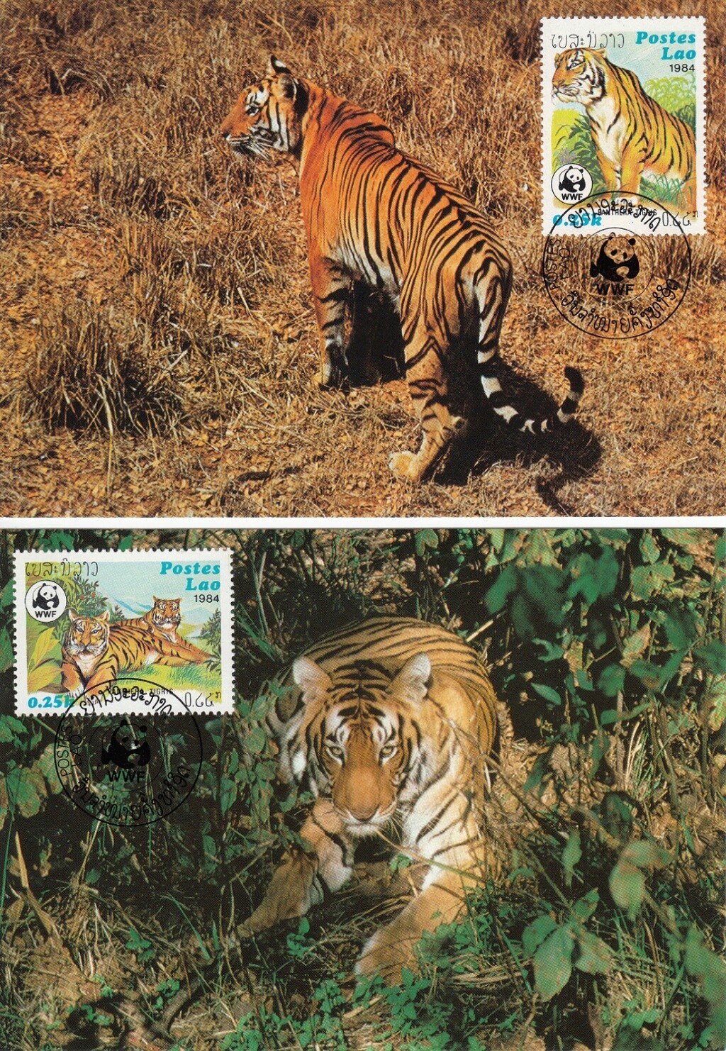 Tiger Tiger10