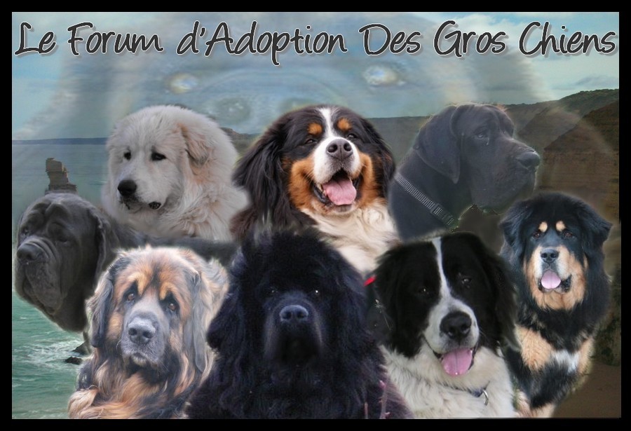 Adoption des gros chiens
