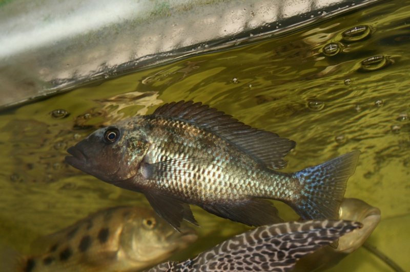 Fossorochromis rostratus Img_0910