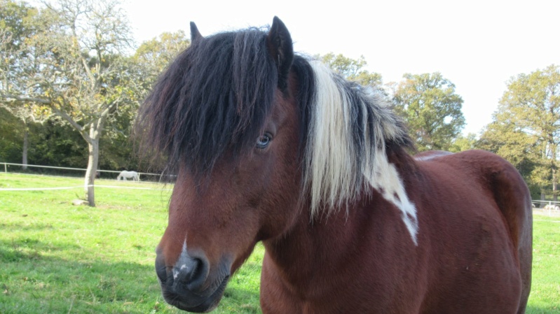 (87) DIEGO - ONC poney né en 2010 - A PARRAINER 24965010