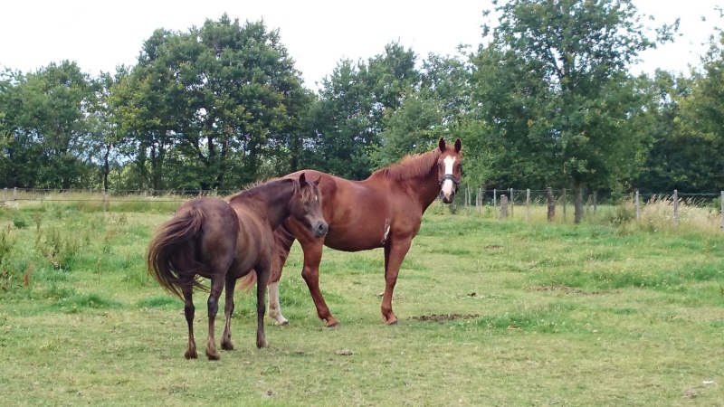 HARMONY - SF née en 1995 - adoptée en juin 2019 par Coline Harmon10