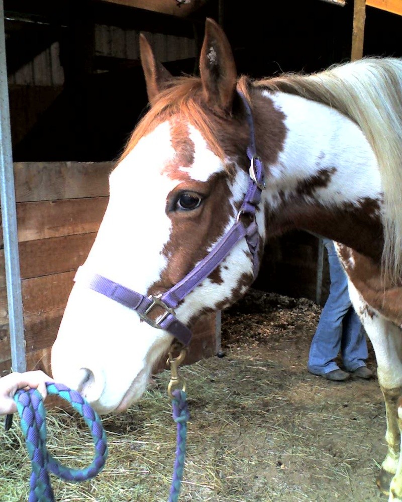 A horse that i'm going to lease! :) Gus110