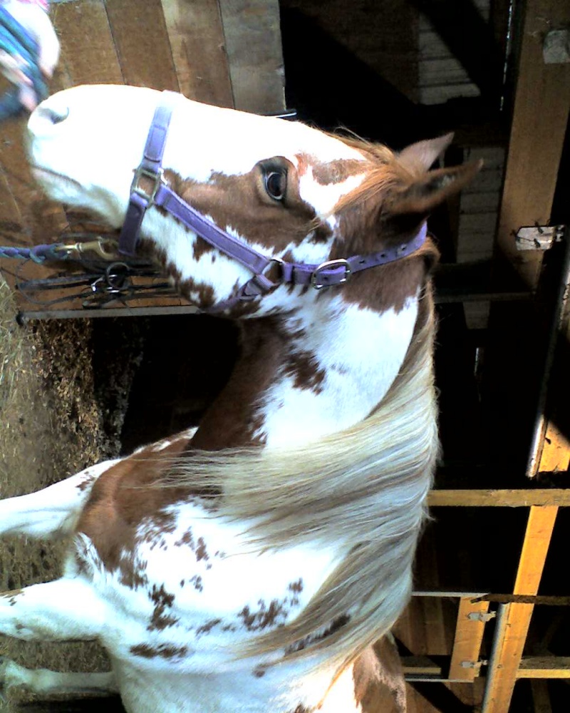 A horse that i'm going to lease! :) Gus310