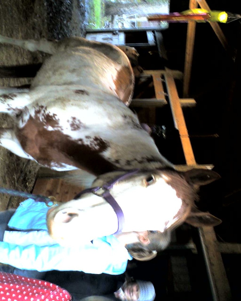 A horse that i'm going to lease! :) Gus410