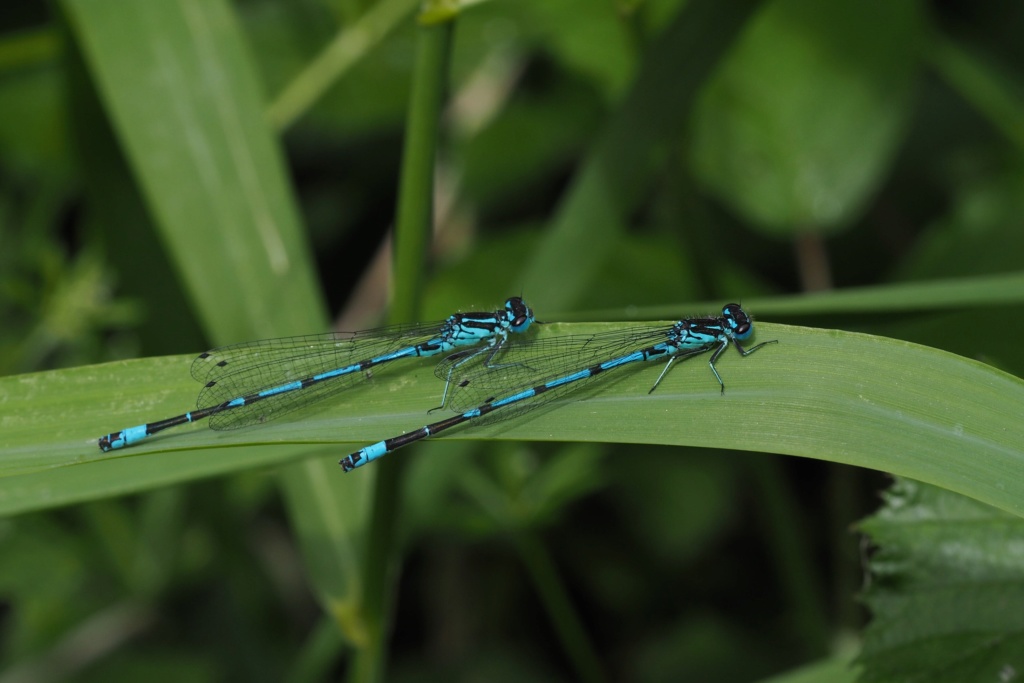 [Coenagrion pulchellum] Point d'exclamation ou pas ? 19052910