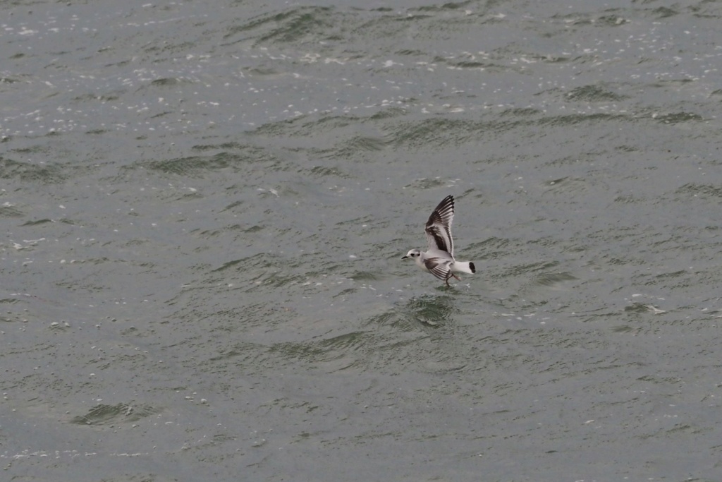 Mouette pygmée ou rieuse? (Mouette pygmée) 20111410