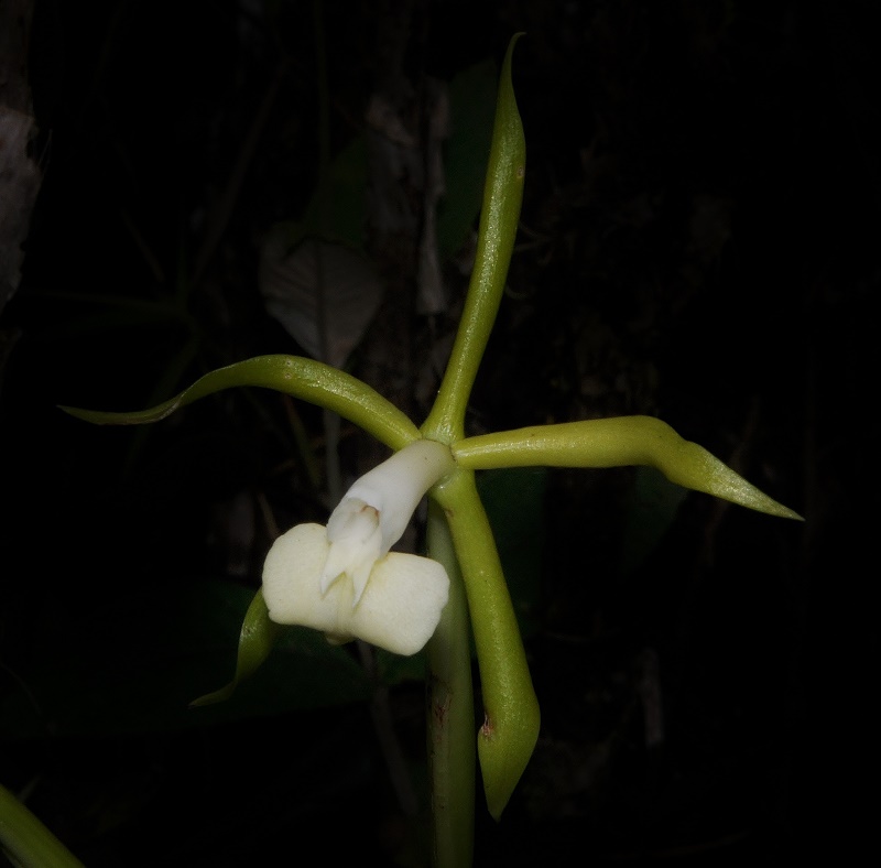 Epidendrum lacustre 2012-010