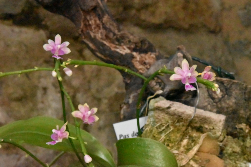 Phalaenopsis deliciosa subsp. deliciosa 2018-112