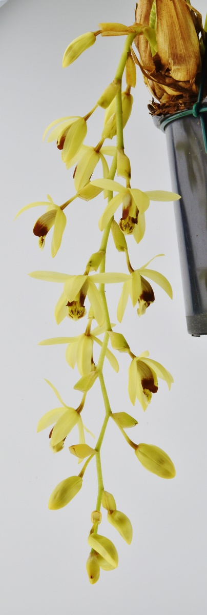 Coelogyne massangeana 2018-113