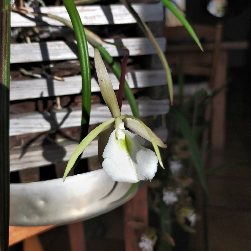 Brassavola perrinii Brassa10